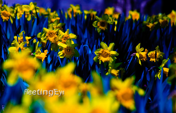 Daffodil Blue
