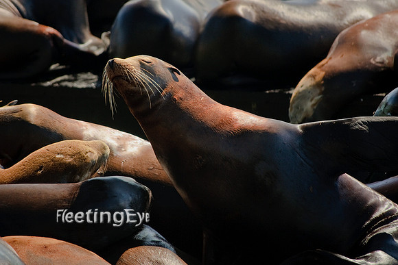 San Francisco Seals