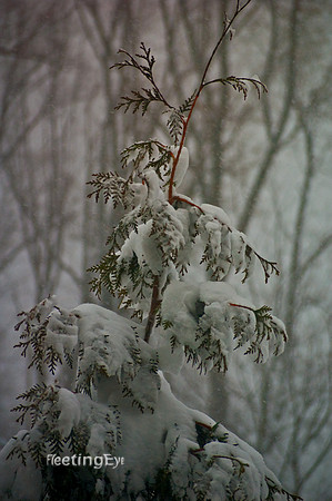 Blizzard