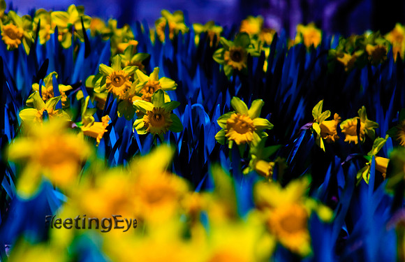 Daffodil Blue