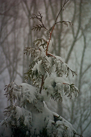 Blizzard