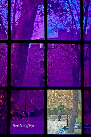 Purple Window