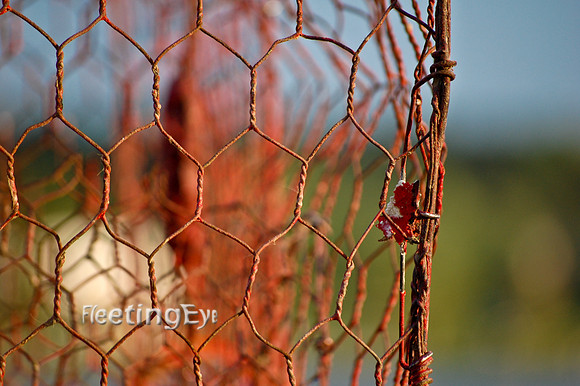 Crab Trap
