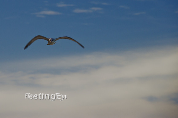 Seagull of Nassau