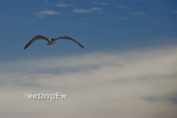 Seagull of Nassau
