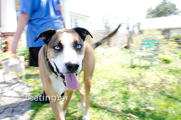 Bristol Dog