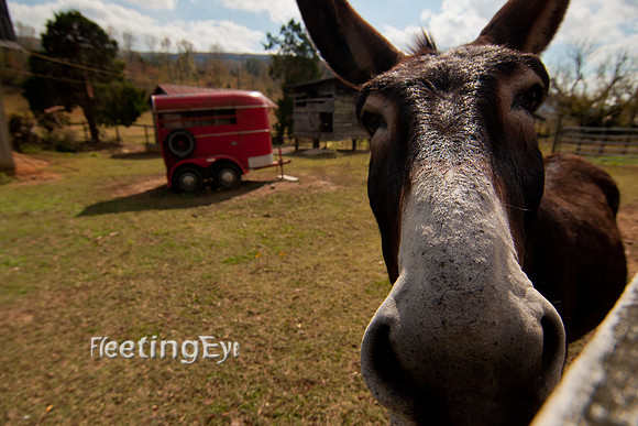 Appalachian Donkey