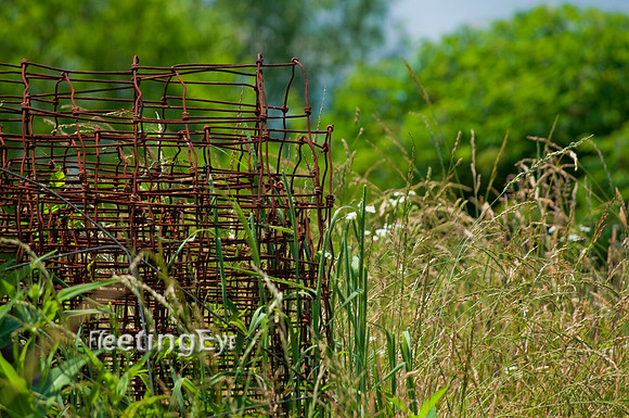 Wire and Weeds