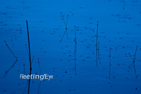 Waterbug