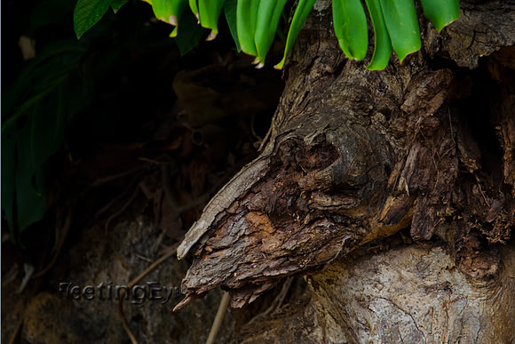 Wood