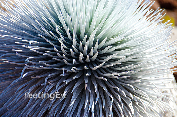 Silversword