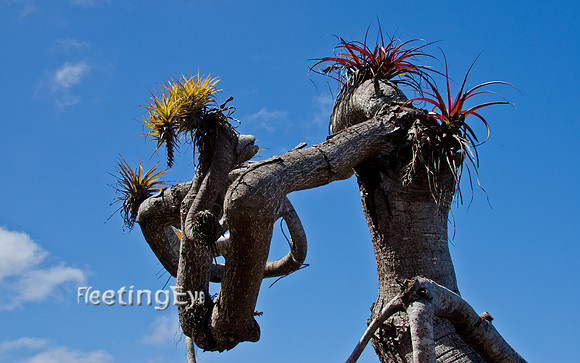 Crazy Tree