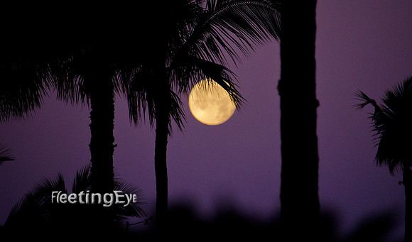 Purple Moon