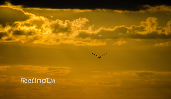 Flying