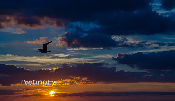 Soaring at Sunset