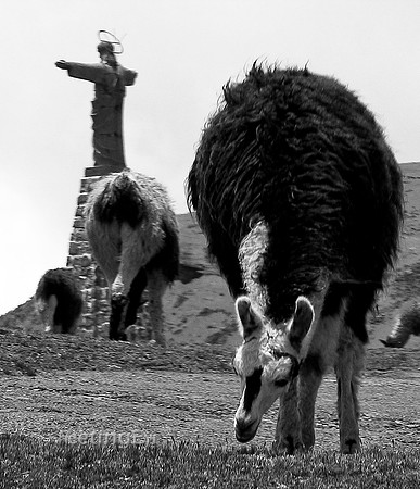 Llamas of La Paz