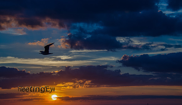 Soaring at Sunset