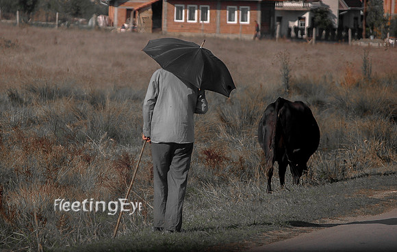 Man and Cow