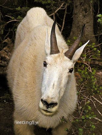 Glacier Goat