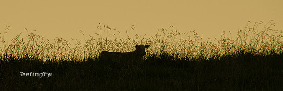 Cow