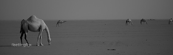Camels of Kuwait