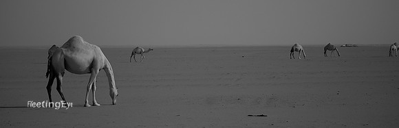 Camels of Kuwait