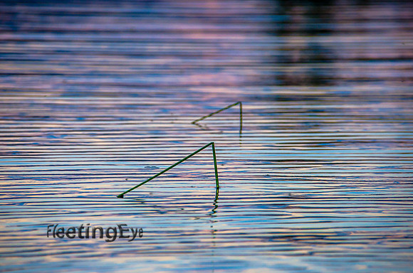 Quiet Ripples
