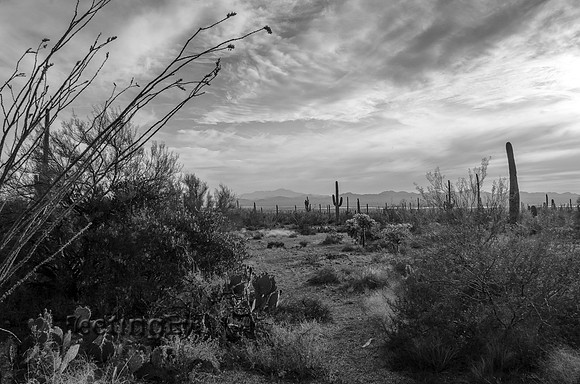 Desert Landscape
