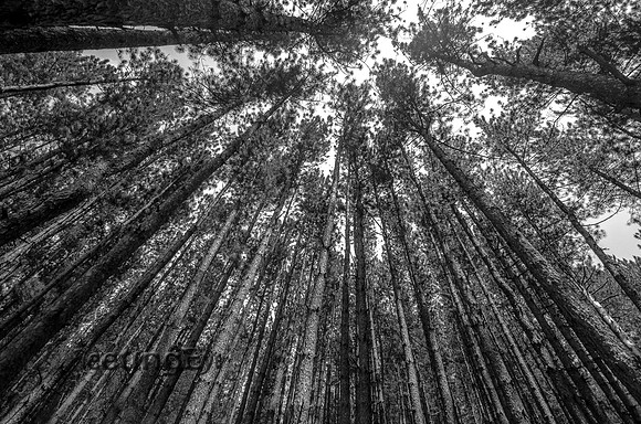 Looking Up!