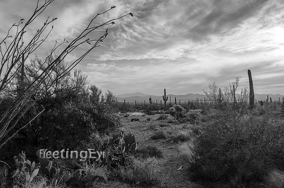 Desert Landscape