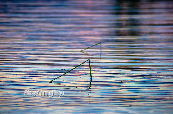 Quiet Ripples