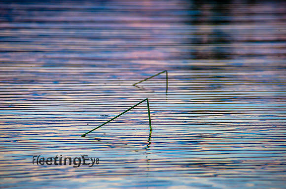 Quiet Ripples