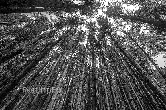 Looking Up!