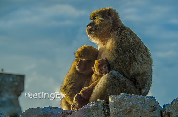 Barabary Macaque 1998