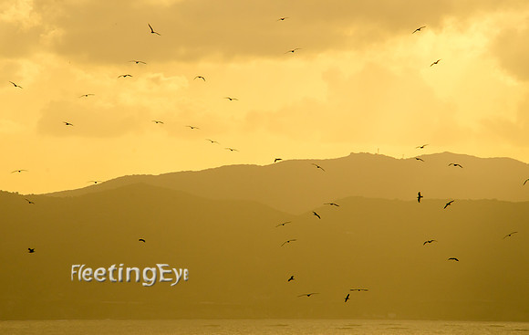 Birds