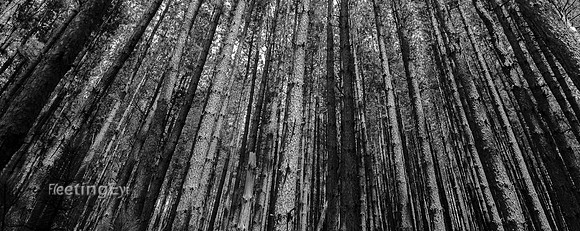 Pine Forest
