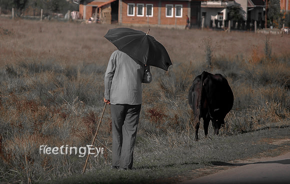 Man and Cow