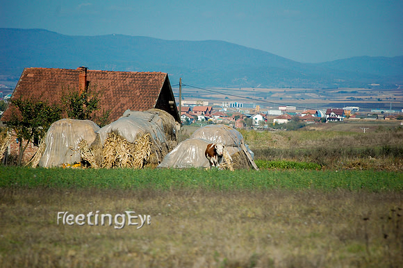 Kosovo Farm