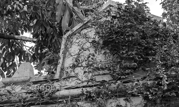 Ivy