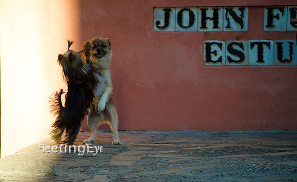 Dog Play
