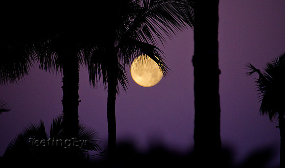 Purple Moon