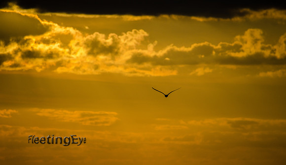 Flying