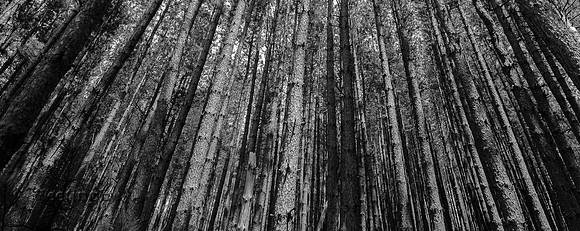 Pine Forest