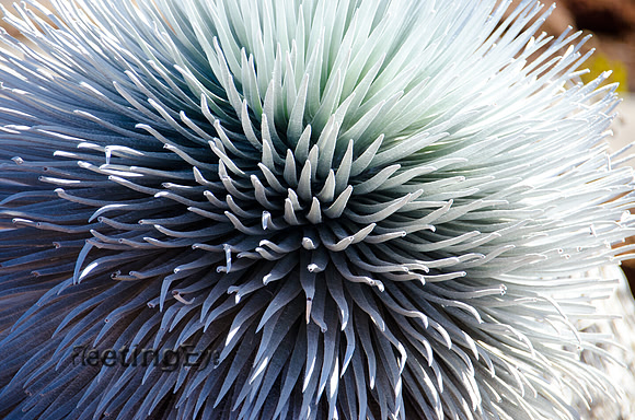 Silversword