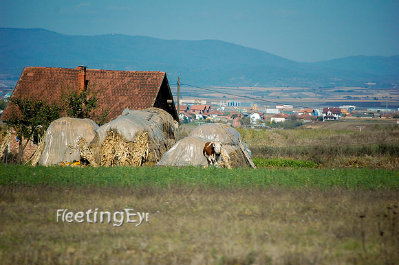 Kosovo Farm